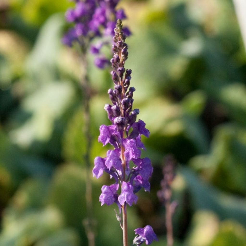 Purpur-Leinkraut - Linaria purpurea