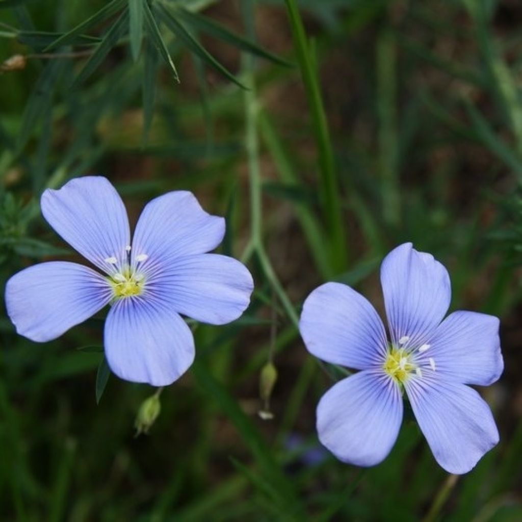 Stauden-Lein - Linum perenne