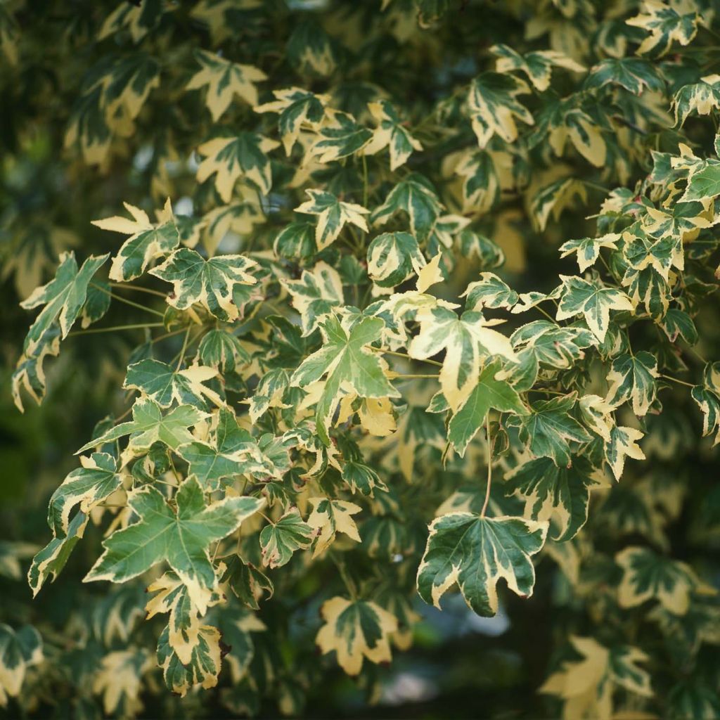 Liquidambar styraciflua Albomarginata Manon - Amberbaum