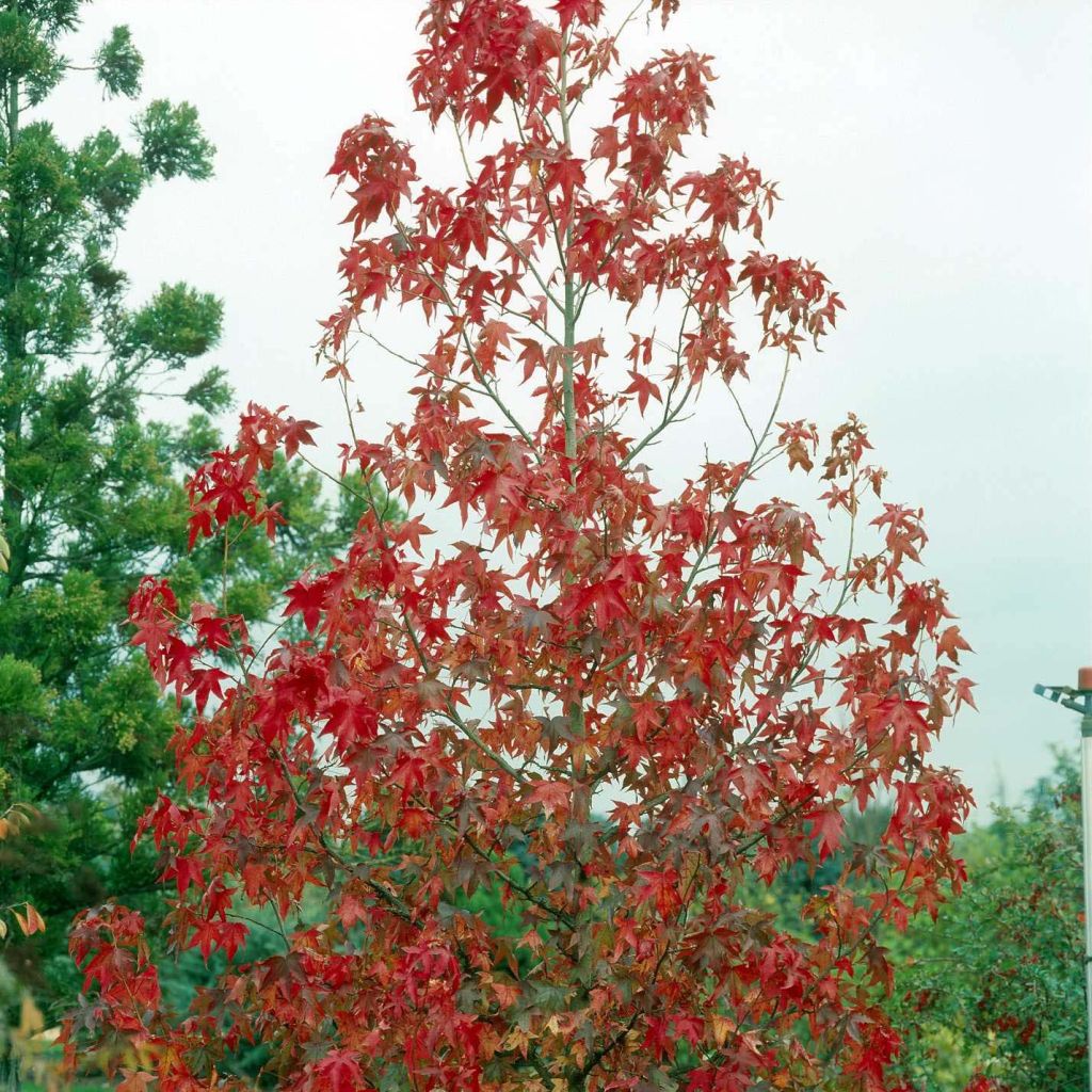 Liquidambar styraciflua Albomarginata Manon - Amberbaum