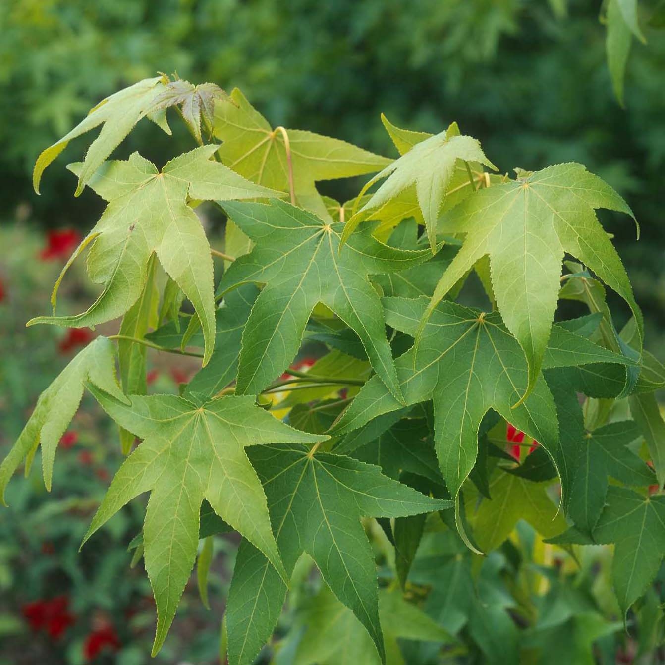 Liquidambar styraciflua Thea - Amberbaum