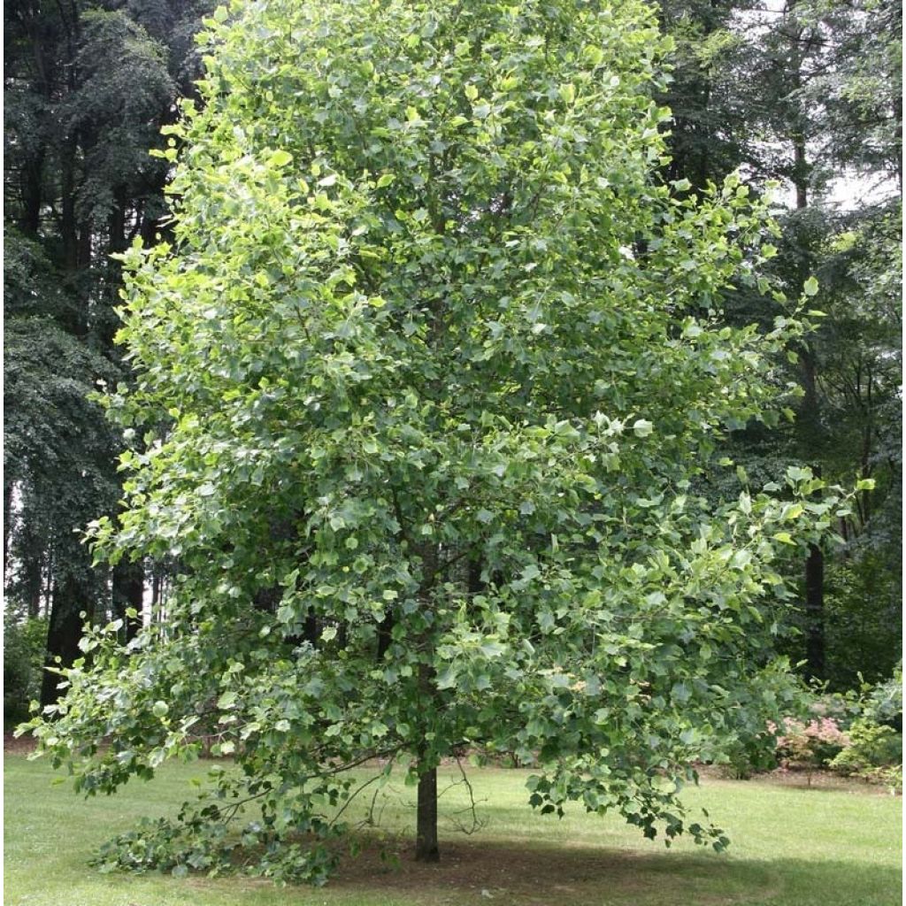 Liriodendron tulipifera Aureomarginatum - Tulpenbaum