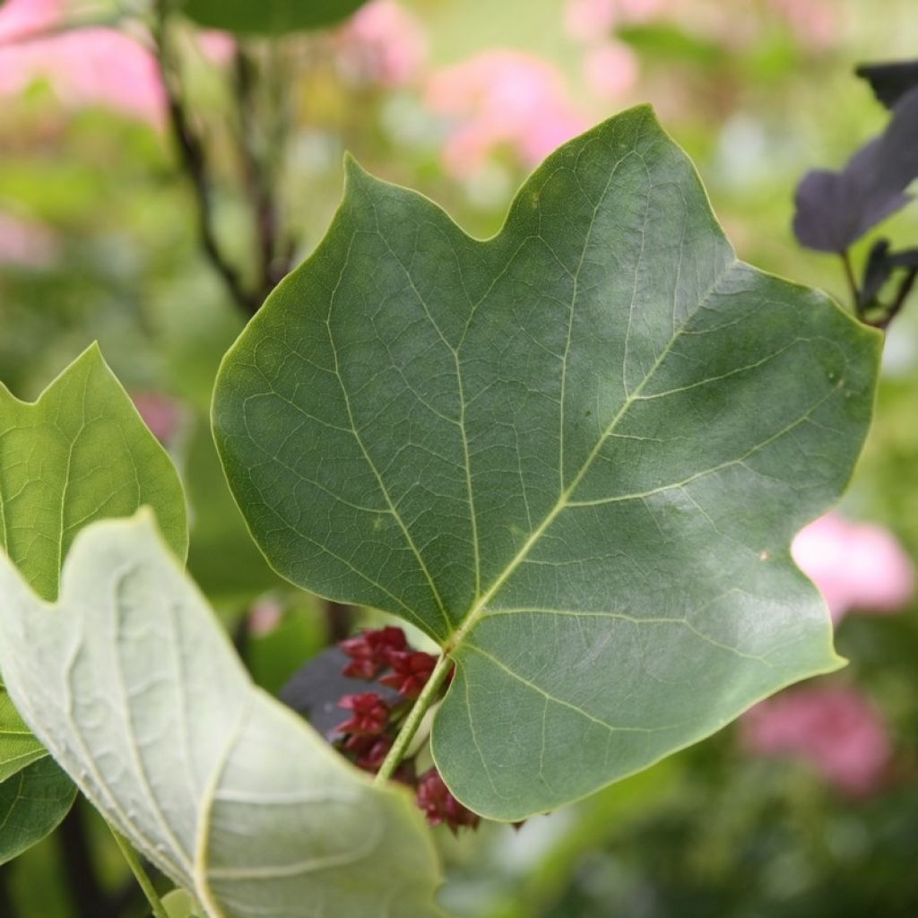 Liriodendron tulipifera Fastigiata - Tulpenbaum