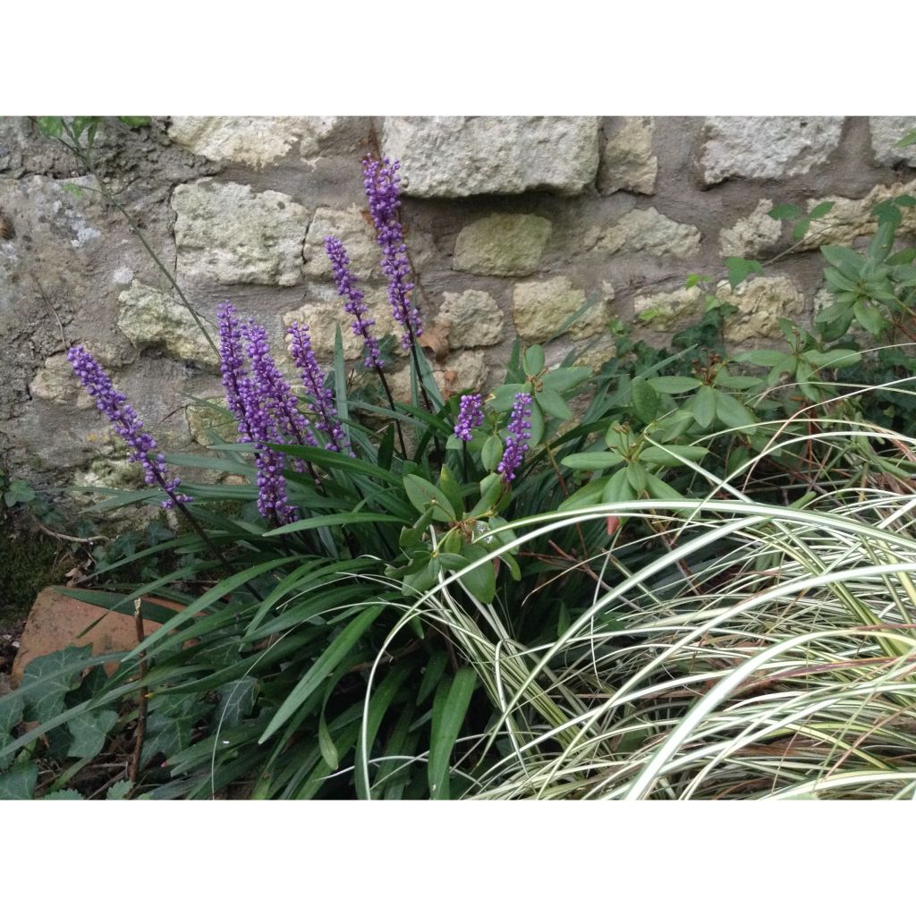 Liriope muscari - Lilientraube