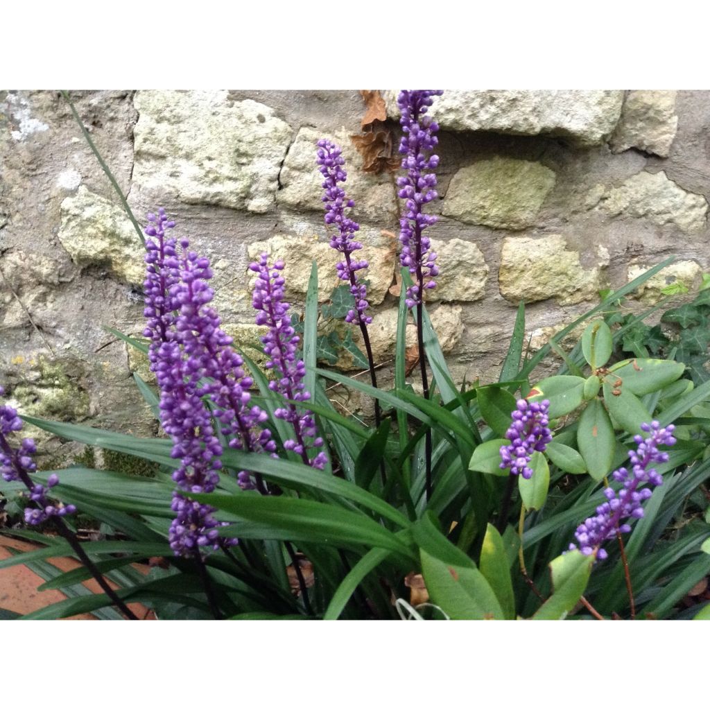 Liriope muscari - Lilientraube