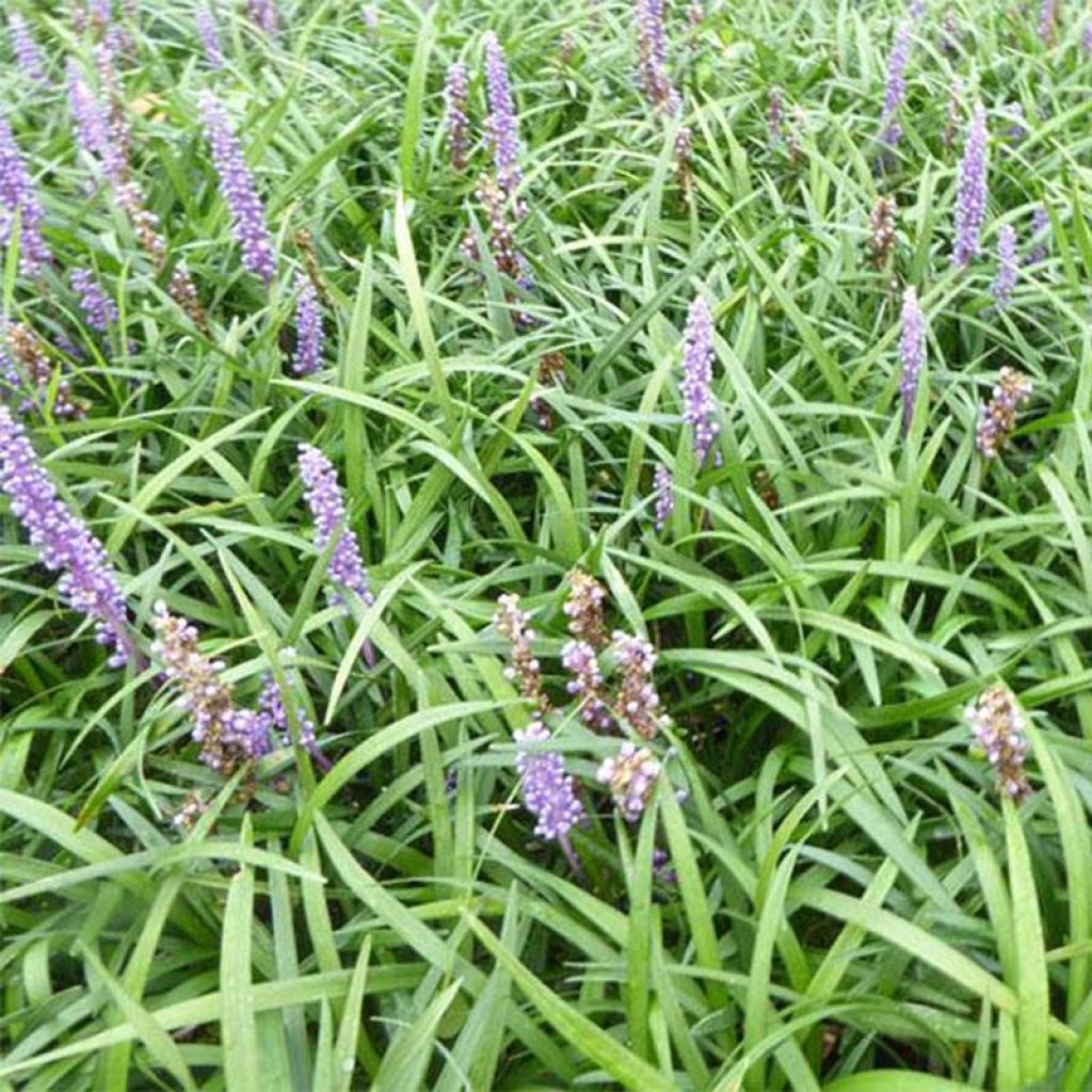 Liriope muscari Lilac Wonder - Lilientraube