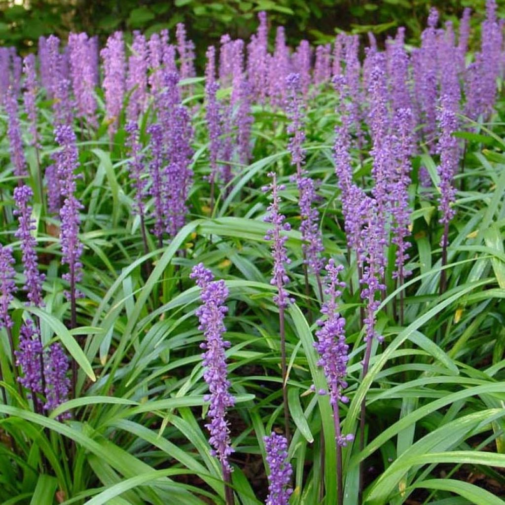 Liriope muscari Royal Purple - Lilientraube