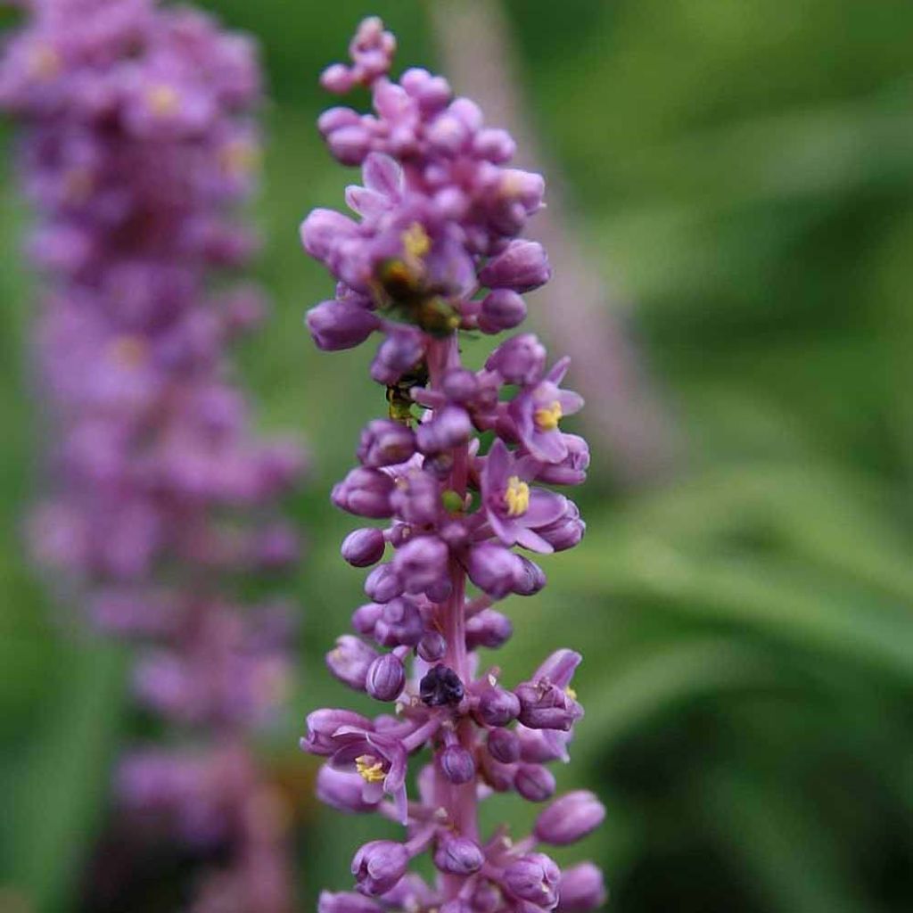 Liriope muscari Royal Purple - Lilientraube