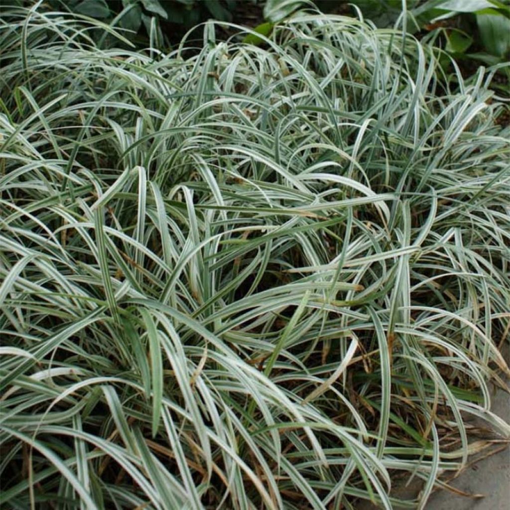 Liriope spicata Silver Dragon - Lilientraube