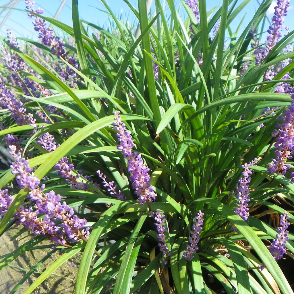 Liriope muscari Super Blue - Lilientraube