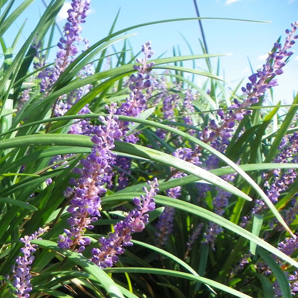 Liriope muscari Super Blue - Lilientraube