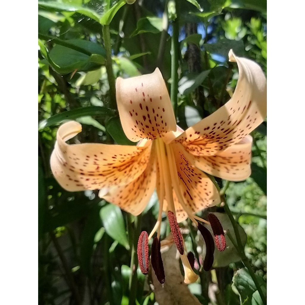 Asiatische Lilie Salmon Tiger - Lilium