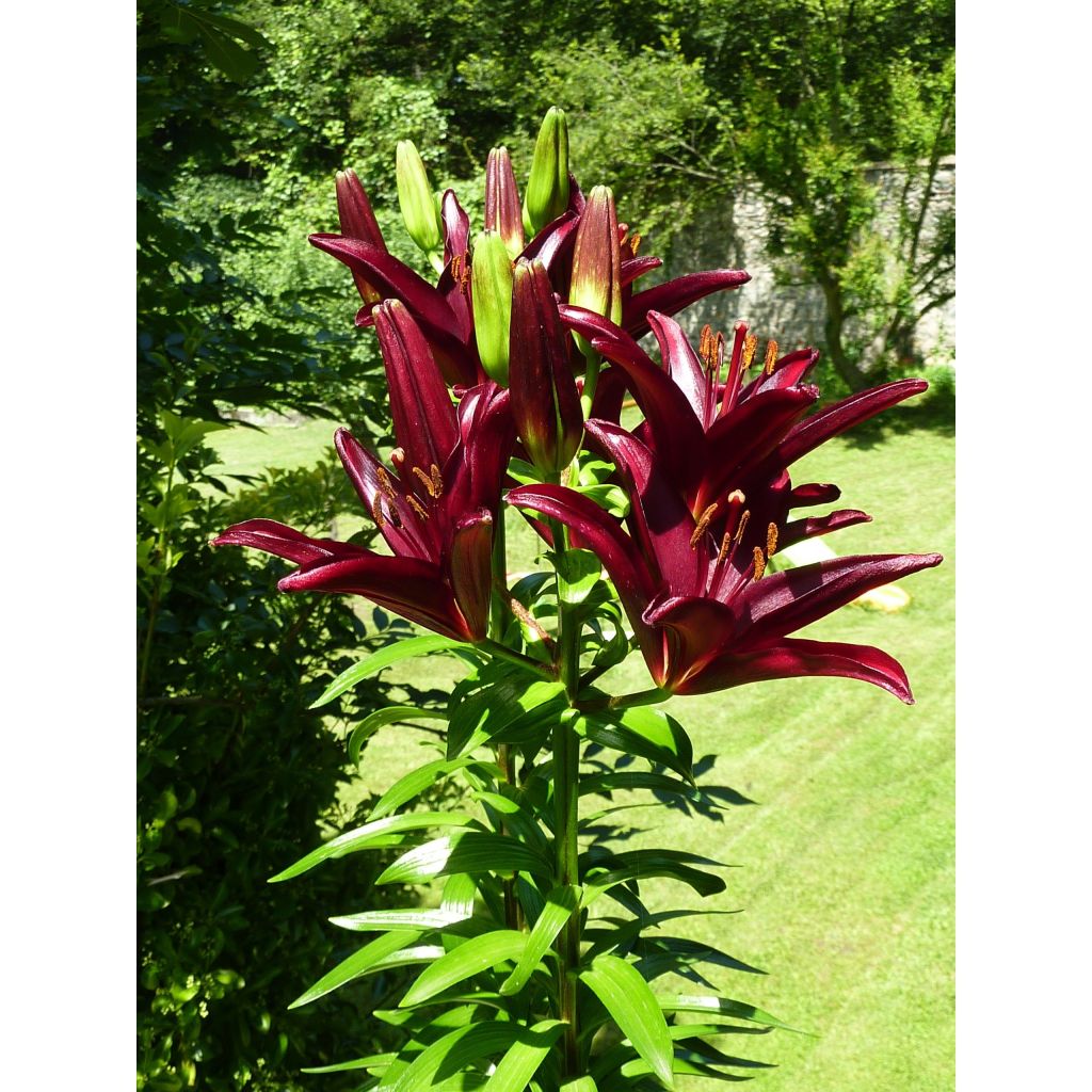 Asiatische Lilie Landini - Lilium