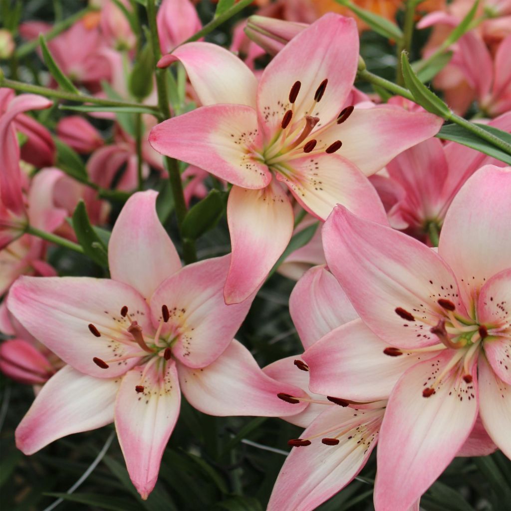 Asiatische Lilie Rosella's Dream - Lilium