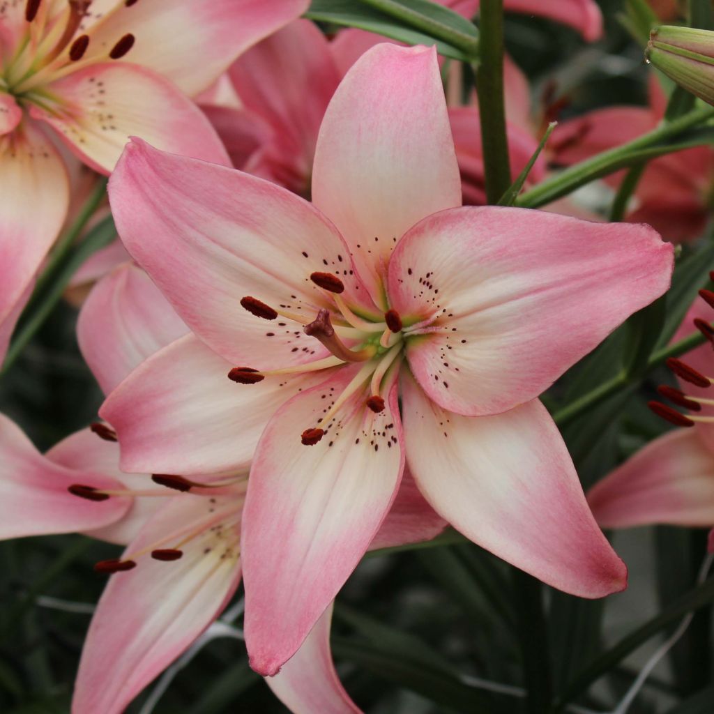 Asiatische Lilie Rosella's Dream - Lilium