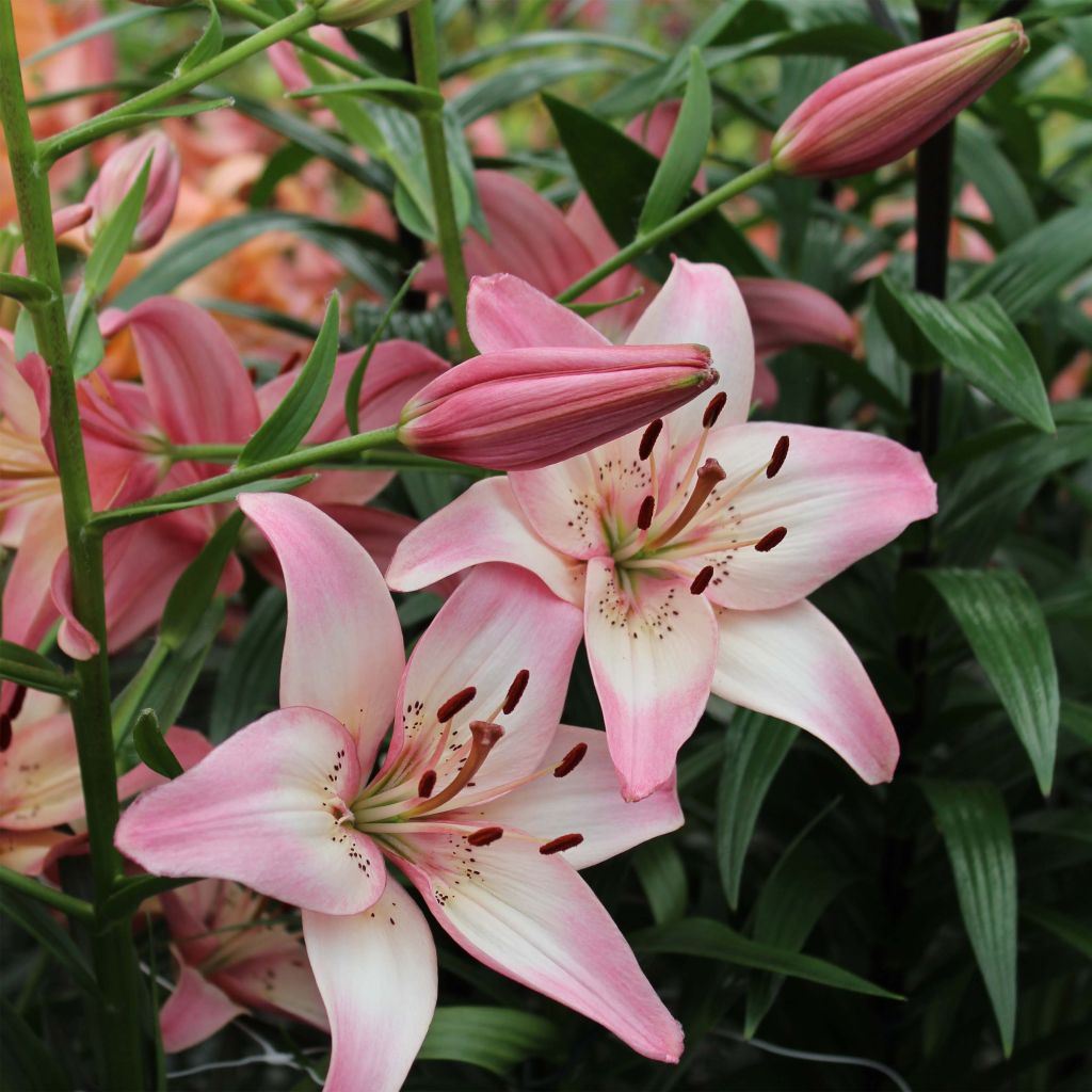 Asiatische Lilie Rosella's Dream - Lilium