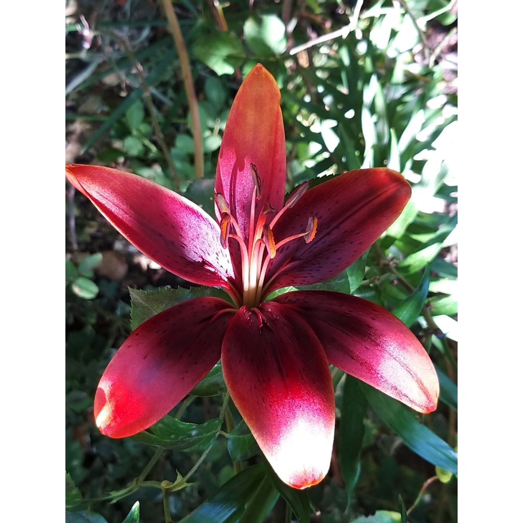 Asiatische Lilie Royal Kiss - Lilium