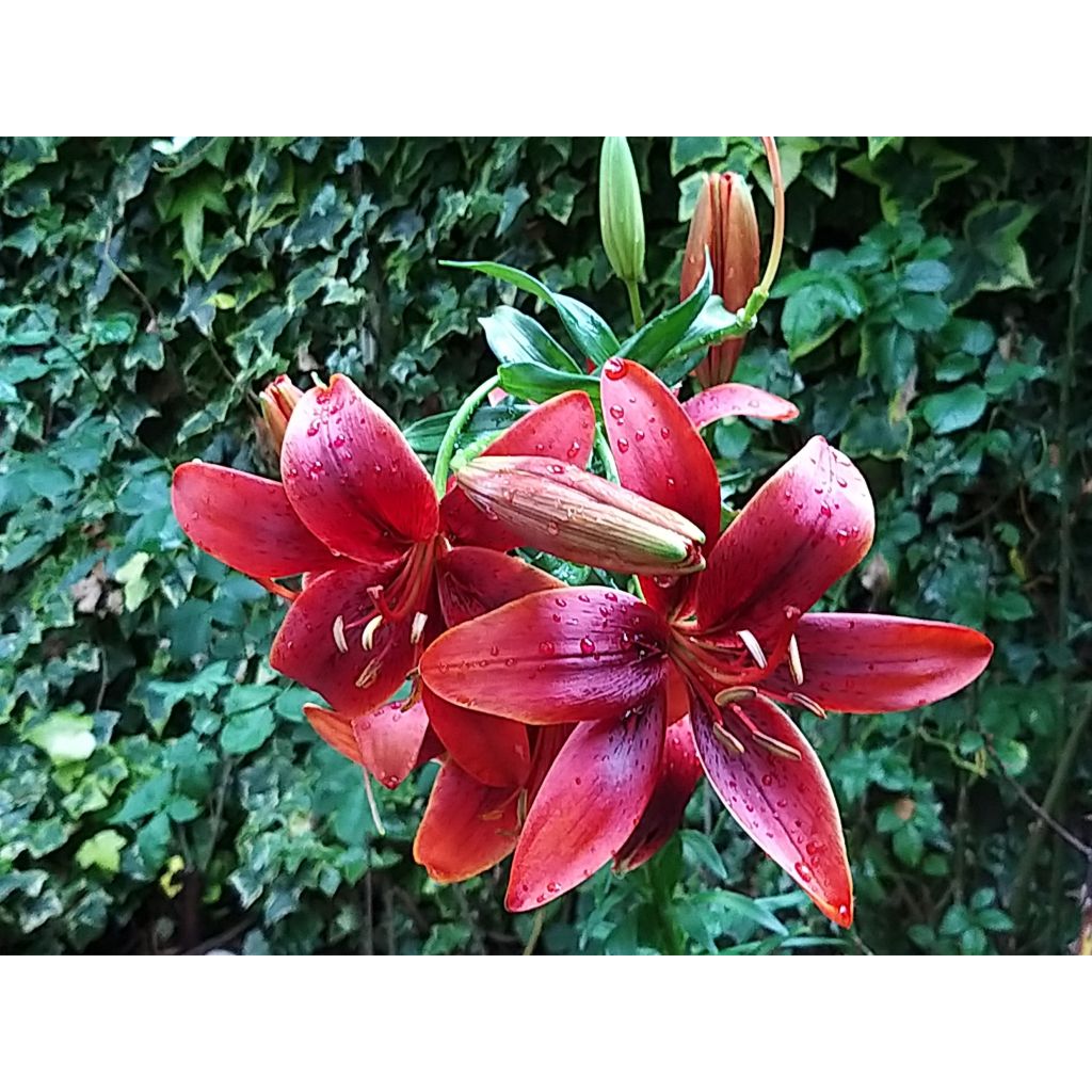 Asiatische Lilie Royal Kiss - Lilium