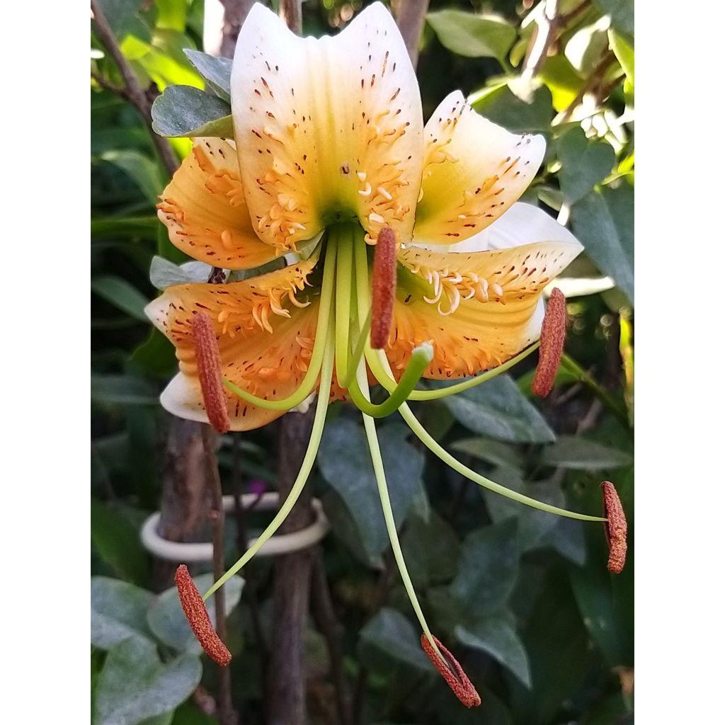 Riesentürkenbundlilie - Lilium henryi