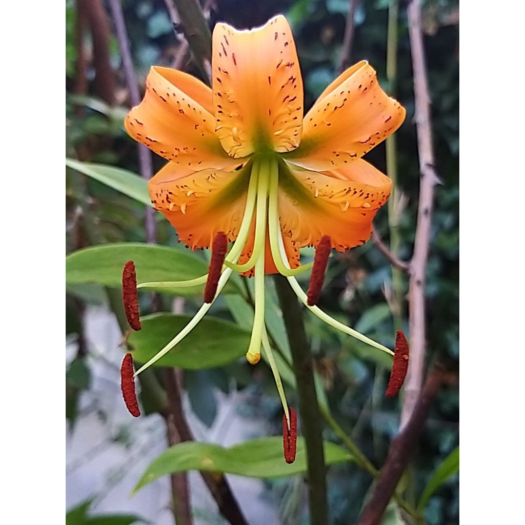 Riesentürkenbundlilie - Lilium henryi