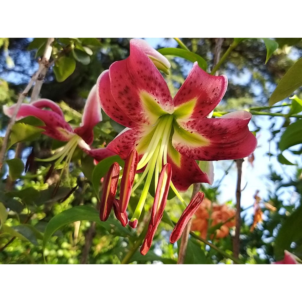 Lilie Uchida - Lilium speciosum rubrum