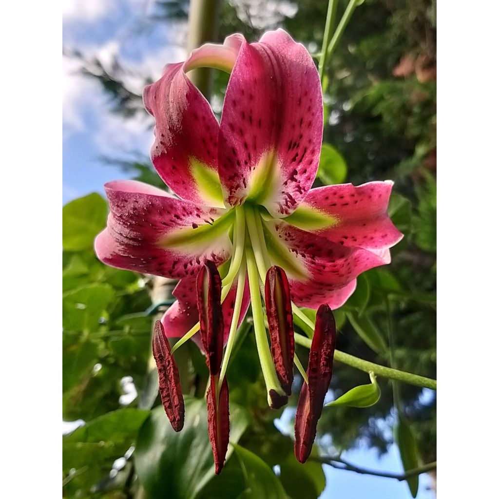 Lilie Uchida - Lilium speciosum rubrum