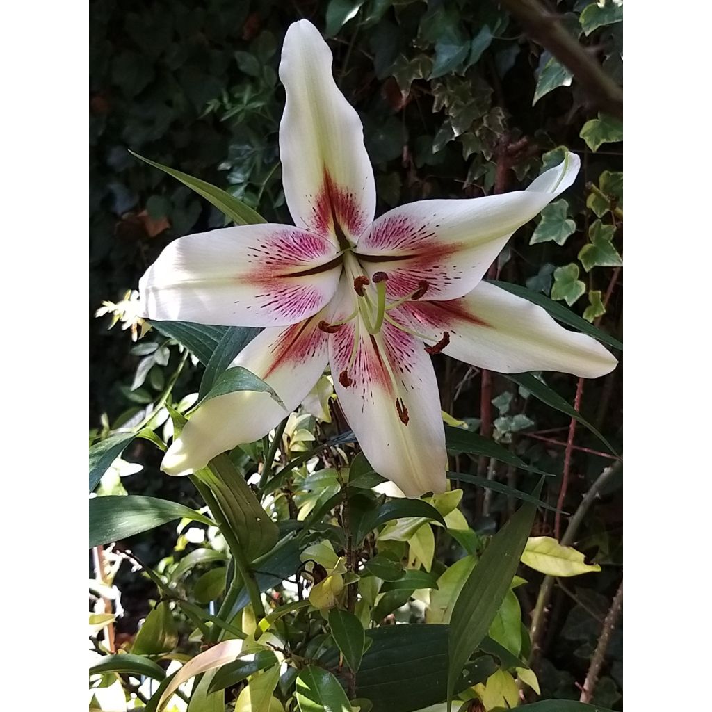 Nepal-Lilie - Lilium nepalense