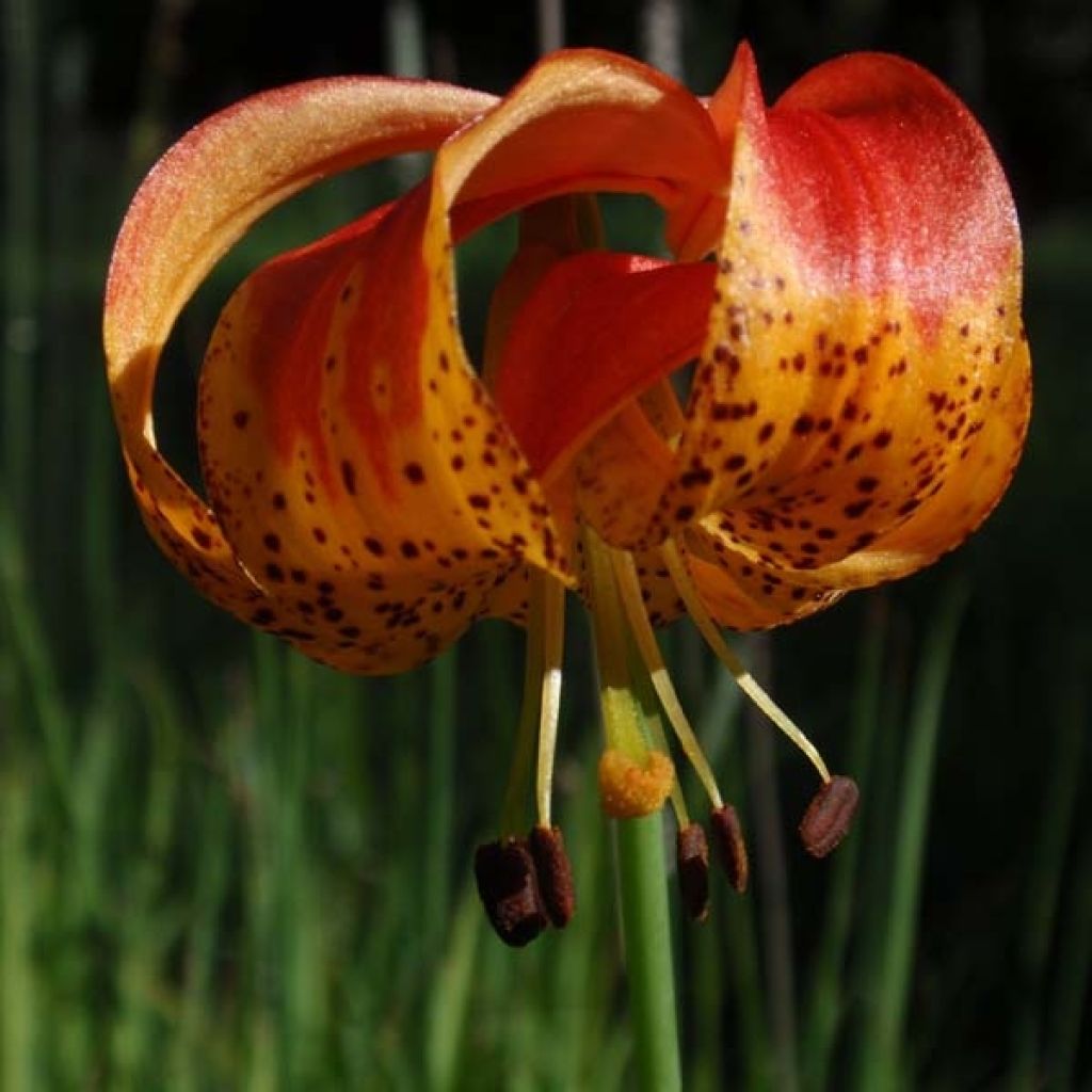 Panther-Lilie - Lilium pardalinum