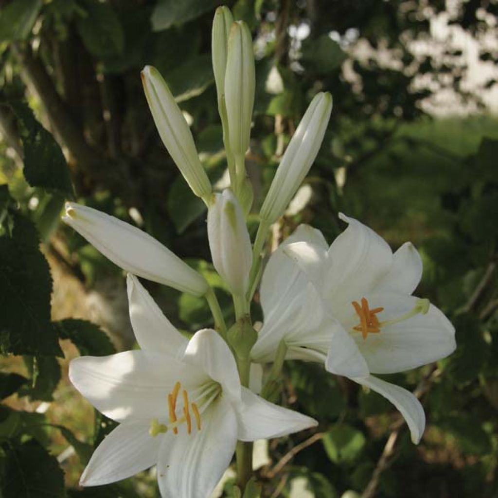 Weiße Lilie - Lilium candidum