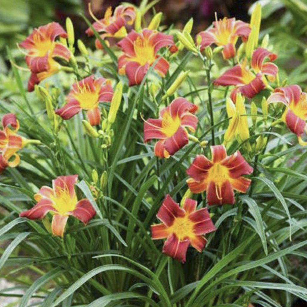 Hemerocallis Everydaylily Red Ribs - Taglilie