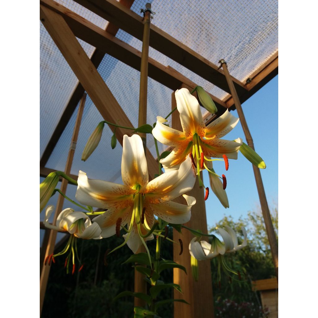 Riesentürkenbundlilie Lady Alice - Lilium henryi