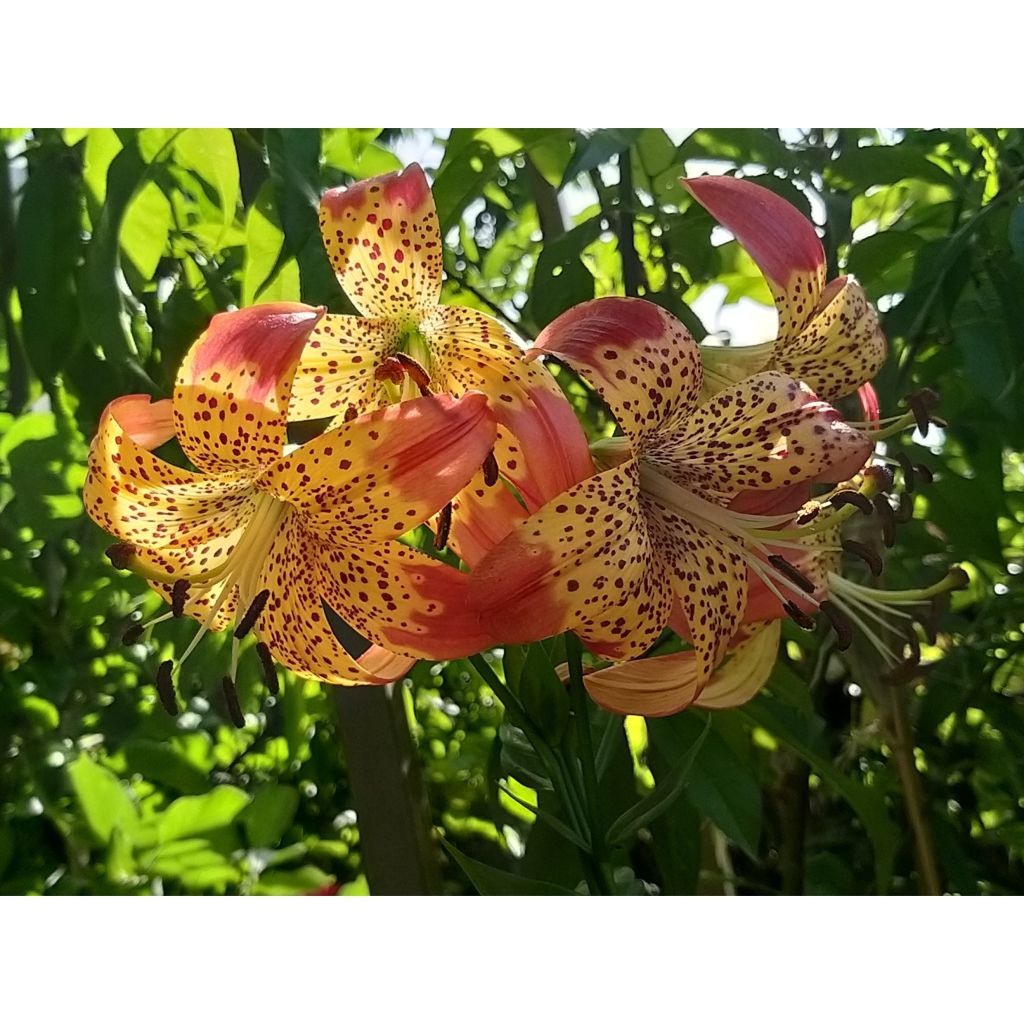 Orientalische Lilie Fusion - Lilium