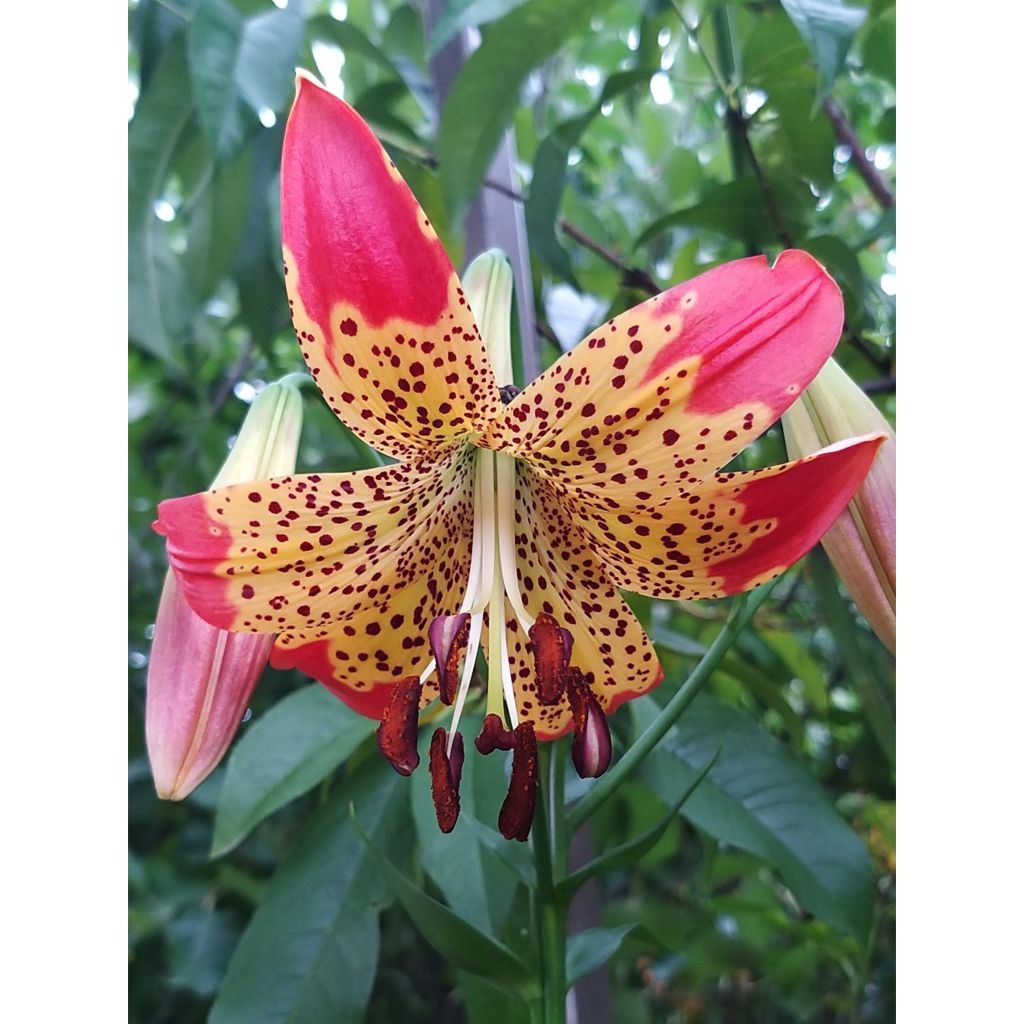 Orientalische Lilie Fusion - Lilium