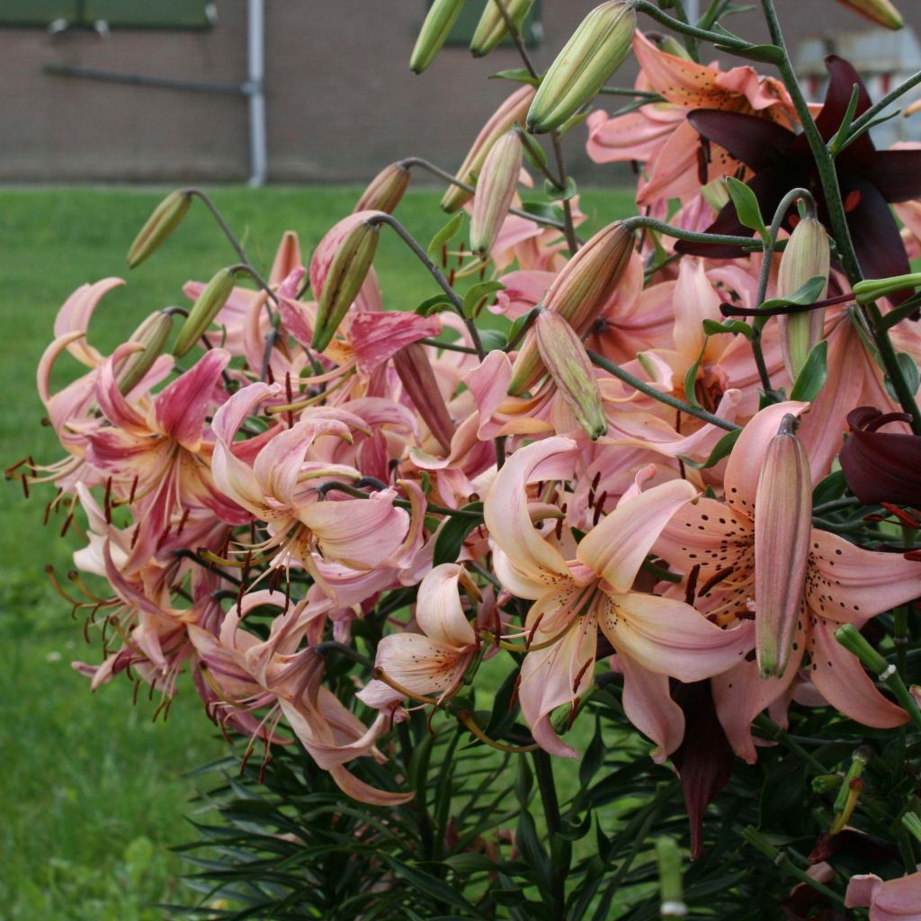 Orientalische Lilie Pink Flavour - Lilium