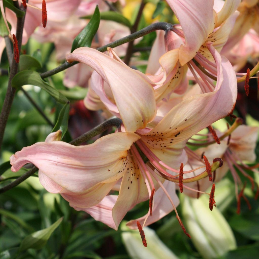 Orientalische Lilie Pink Flavour - Lilium