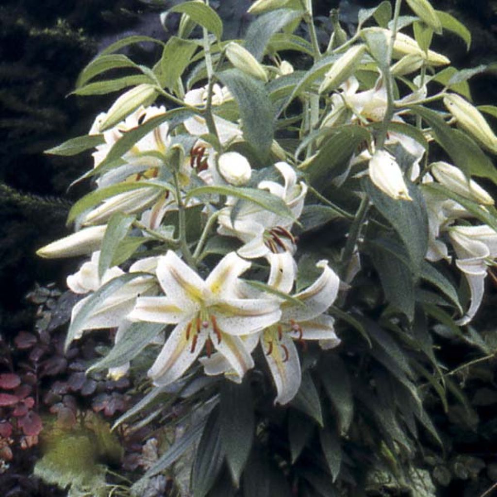 Orientalische Lilie Imperial Crimson - Lilium