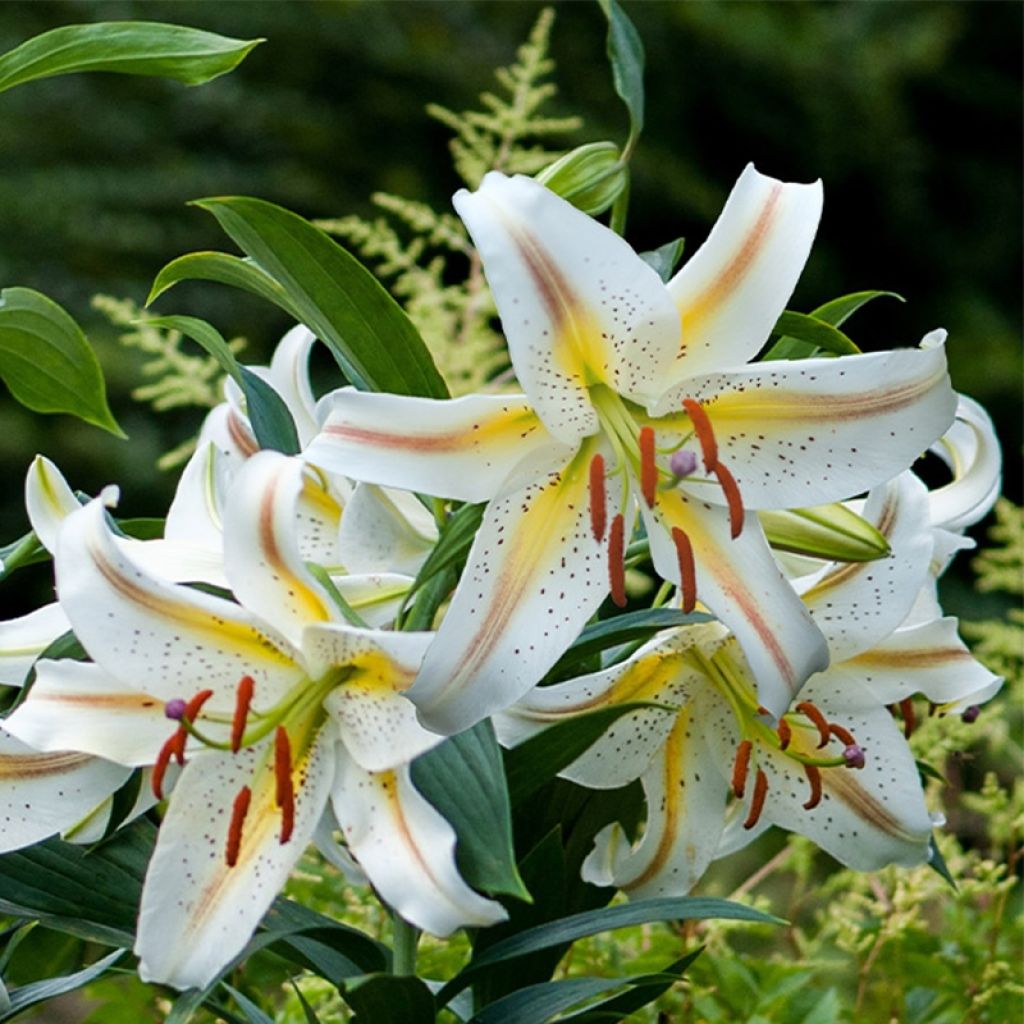 Orientalische Lilie Garden Party - Lilium