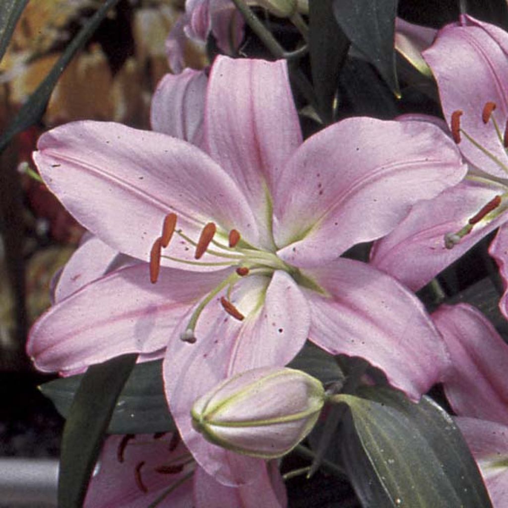 Asiatische Lilie Médusa - Lilium