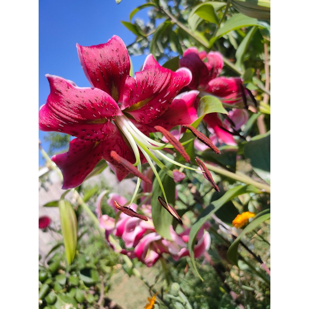 Orientalische Lilie Miss Feya - Lilium