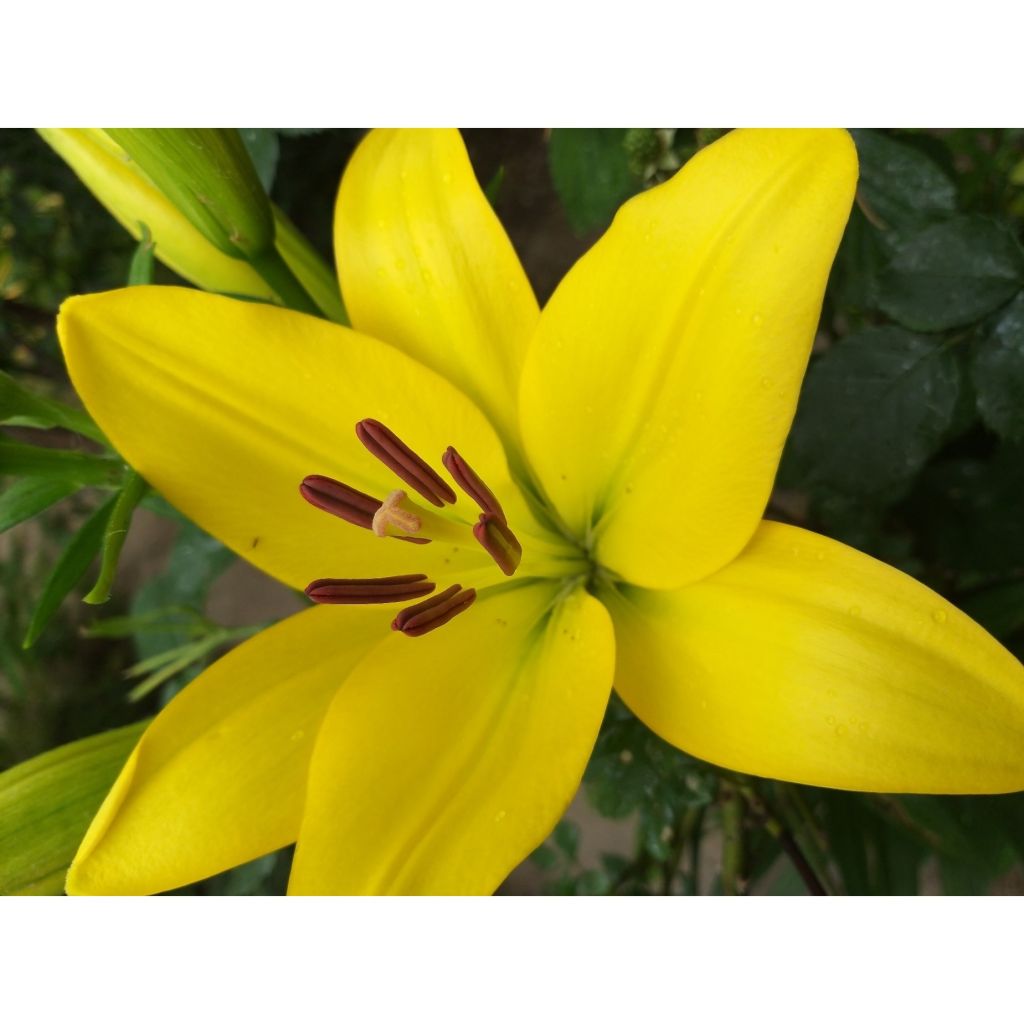 Orientalische Lilie Butter Pixie - Lilium