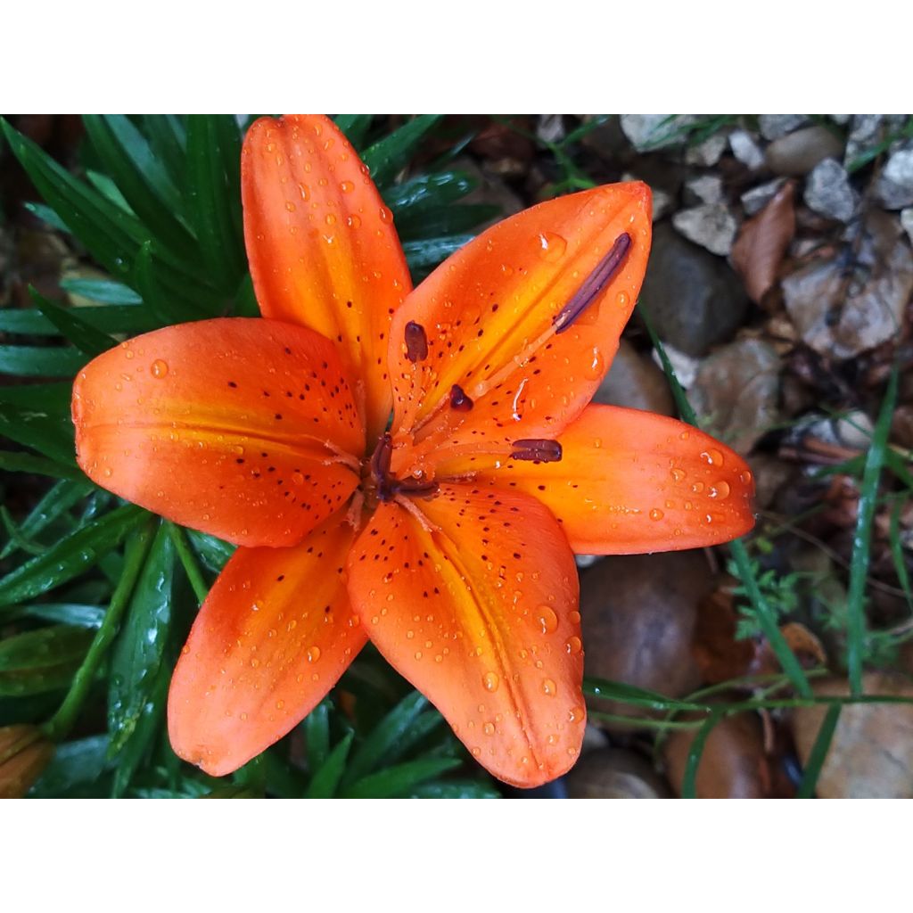 Orientalische Lilie Orange Pixie - Lilium