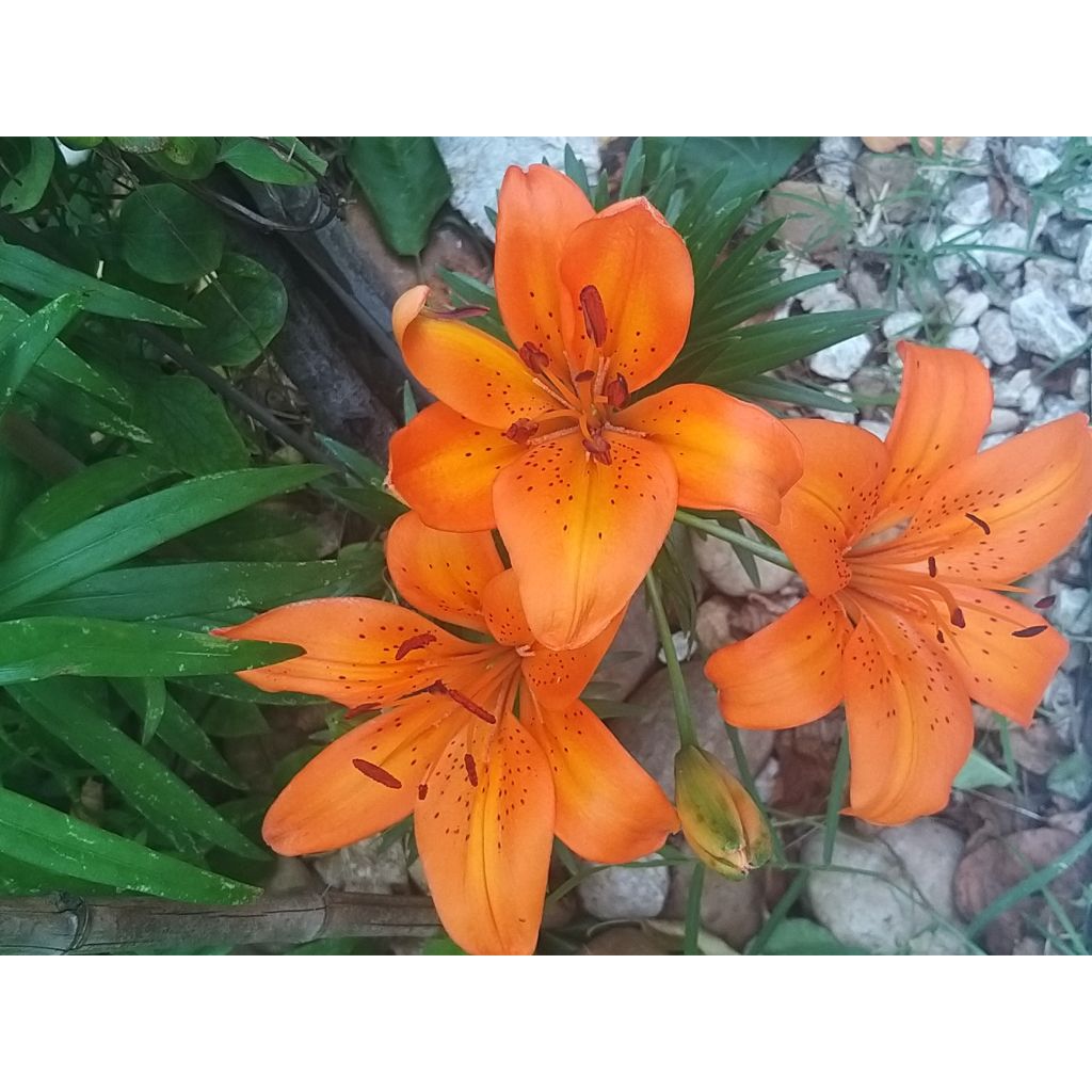 Orientalische Lilie Orange Pixie - Lilium