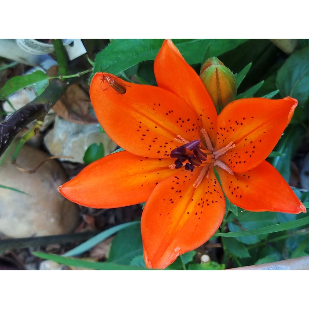 Orientalische Lilie Orange Pixie - Lilium