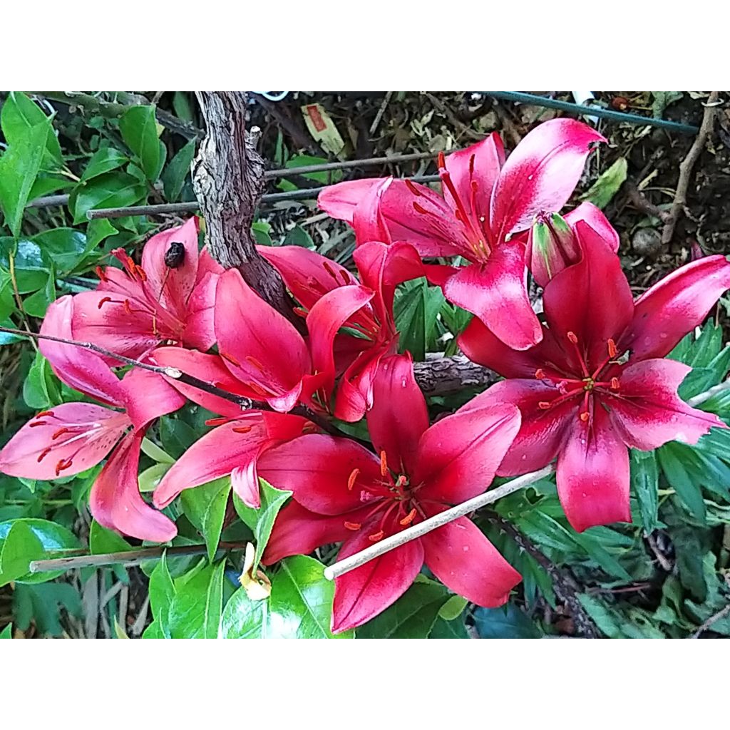 Orientalische Lilie New red asiatic seedling - Lilium