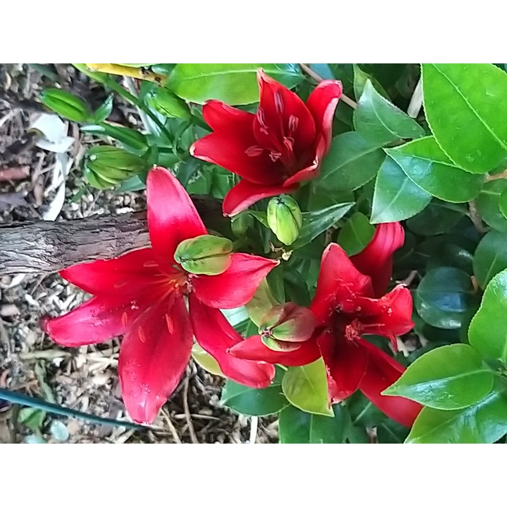 Orientalische Lilie New red asiatic seedling - Lilium