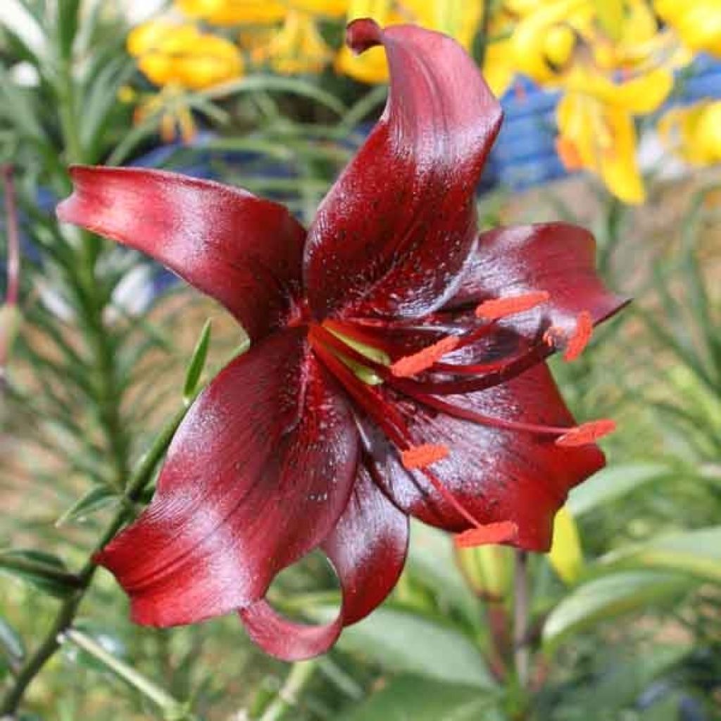 Orientalische Lilie Night Flyers - Lilium