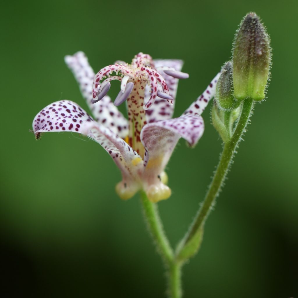 Tricyrtis hirta Tricyrtis hirta - Krötenlilie