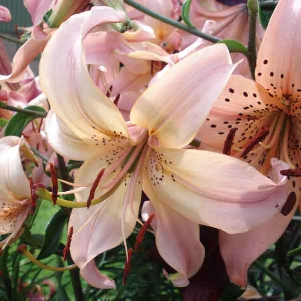 Orientalische Lilie Pink Flavour - Lilium