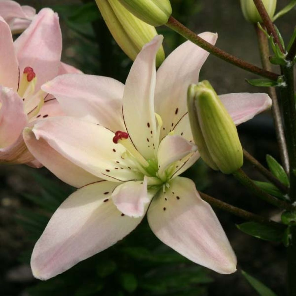 Asiatische Lilie Spring Pink - Lilium