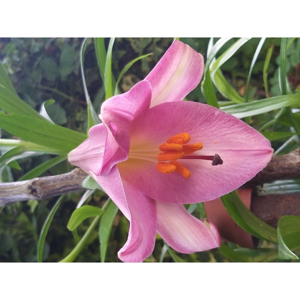 Orientalische Lilie Pink Perfection - Lilium